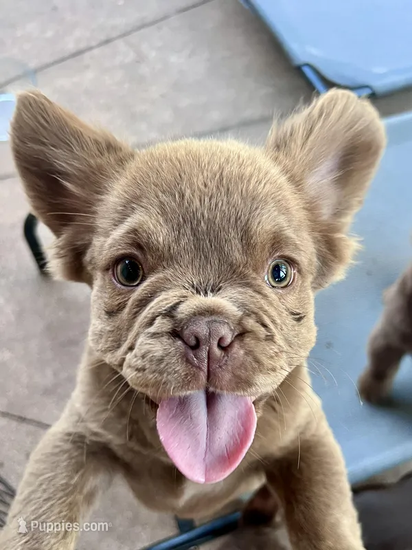 Bear – French Bulldog puppy for sale in Wilmington, NC