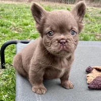 Bear, a female French Bulldog for sale in Wilmington, NC – Photo 2 of 8