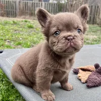 Bear, a female French Bulldog for sale in Wilmington, NC – Photo 7 of 8