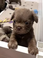 Bear, a female French Bulldog for sale in Wilmington, NC – Photo 1 of 5