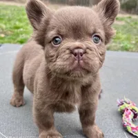 Bear, a female French Bulldog for sale in Wilmington, NC – Photo 1 of 8
