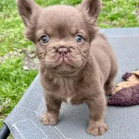 Bear, a female French Bulldog for sale in Wilmington, NC – Photo 5 of 8