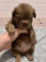 Bear, a female French Bulldog for sale in Wilmington, NC – Photo 5 of 5