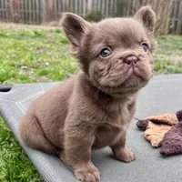 Bear, a female French Bulldog for sale in Wilmington, NC – Photo 6 of 8