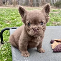 Bear, a female French Bulldog for sale in Wilmington, NC – Photo 3 of 8