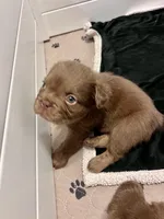 Bear, a female French Bulldog for sale in Wilmington, NC – Photo 2 of 5