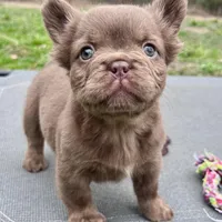 Bear, a female French Bulldog for sale in Wilmington, NC – Photo 8 of 8