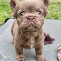 Bear, a female French Bulldog for sale in Wilmington, NC – Photo 4 of 8