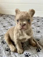 Isabella C2 Curly Fluffy Boy, a male French Bulldog for sale in New Haven, CT – 2 of 8