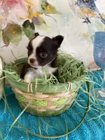 cooper, a male Chihuahua for sale in Red Bluff, CA – Photo 5 of 8