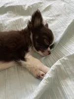 cooper, a male Chihuahua for sale in Red Bluff, CA – Photo 4 of 8