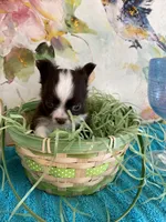 cooper, a male Chihuahua for sale in Red Bluff, CA – Photo 8 of 8