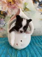 cooper, a male Chihuahua for sale in Red Bluff, CA – Photo 7 of 8