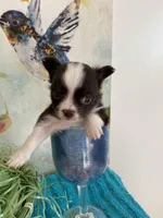 cooper, a male Chihuahua for sale in Red Bluff, CA – Photo 3 of 8