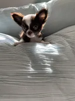 cooper, a male Chihuahua for sale in Red Bluff, CA – Photo 2 of 8