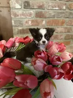 Tilly, a female Chihuahua for sale in Red Bluff, CA – Photo 5 of 5