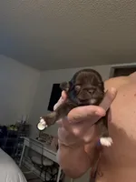 Leam, a male Chihuahua for sale in Red Bluff, CA – Photo 7 of 7