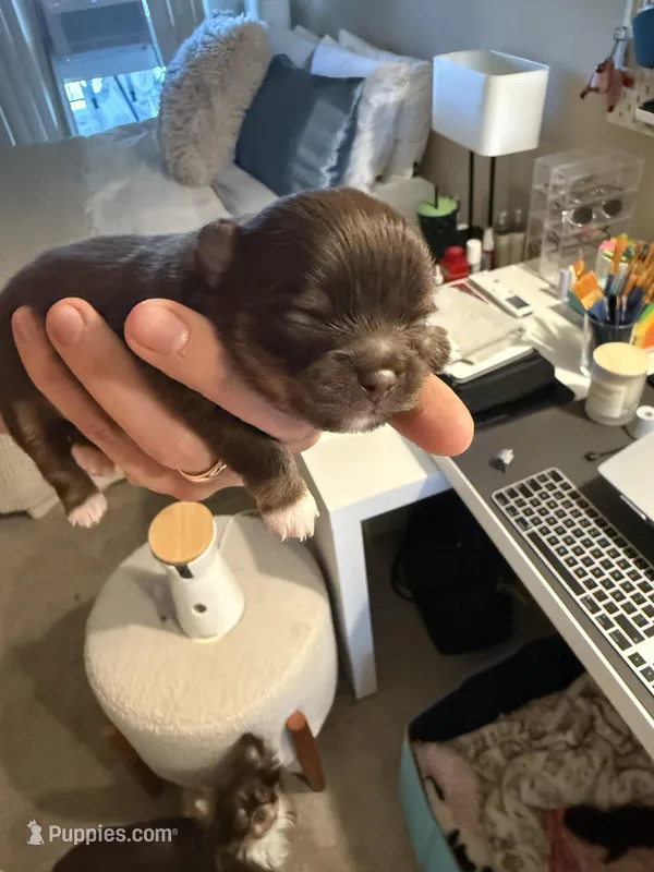 Leam, a male Chihuahua for sale in Red Bluff, CA – Photo 1 of 7