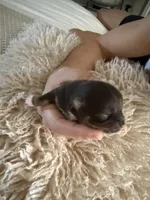 Leam, a male Chihuahua for sale in Red Bluff, CA – Photo 5 of 7