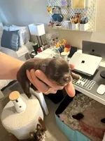 Leam, a male Chihuahua for sale in Red Bluff, CA – Photo 4 of 7