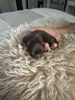 Leam, a male Chihuahua for sale in Red Bluff, CA – Photo 3 of 7