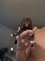 Leam, a male Chihuahua for sale in Red Bluff, CA – Photo 2 of 7