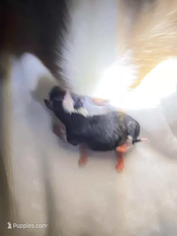 Miracle.     Xx tiny – Chihuahua puppy for sale in Red Bluff, CA