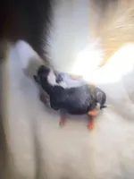 Miracle.     Xx tiny, a female Chihuahua for sale in Red Bluff, CA – Photo 1 of 2