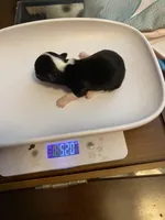 Monroe  Xx tiny, a female Chihuahua for sale in Red Bluff, CA – Photo 3 of 6