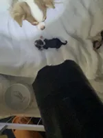 Miracle.     Xx tiny, a female Chihuahua for sale in Red Bluff, CA – Photo 2 of 2