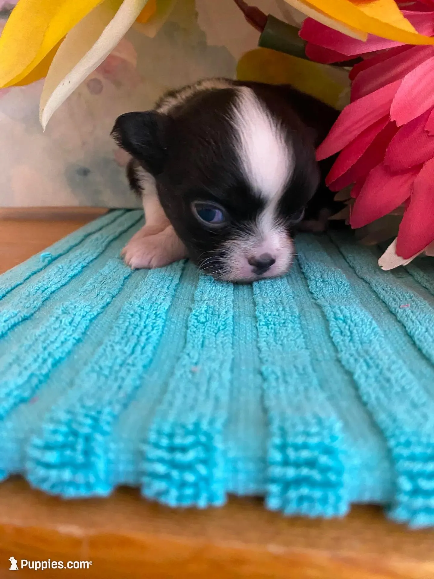 Monroe  Xx tiny, a female Chihuahua for sale in Red Bluff, CA – Photo 1 of 6