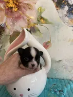 Monroe  Xx tiny, a female Chihuahua for sale in Red Bluff, CA – Photo 4 of 6