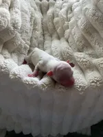 AKC Goose, a male Chihuahua for sale in Red Bluff, CA – Photo 5 of 10