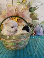 AKC Goose, a male Chihuahua for sale in Red Bluff, CA – Photo 4 of 10