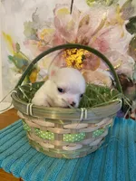 AKC Goose, a male Chihuahua for sale in Red Bluff, CA – Photo 6 of 10