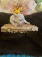 AKC Goose, a male Chihuahua for sale in Red Bluff, CA – Photo 7 of 10