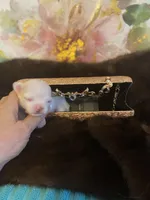 AKC Goose, a male Chihuahua for sale in Red Bluff, CA – Photo 8 of 10