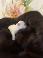 AKC Goose, a male Chihuahua for sale in Red Bluff, CA – Photo 10 of 10