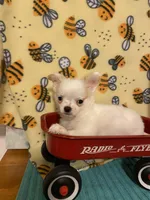 AKC Goose, a male Chihuahua for sale in Red Bluff, CA – Photo 2 of 10