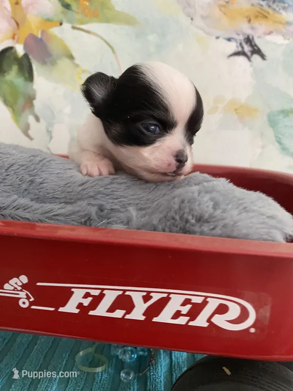 Xtiny Eli – Chihuahua puppy for sale in Red Bluff, CA