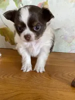 Bon Bon, a female Chihuahua for sale in Red Bluff, CA – Photo 5 of 5