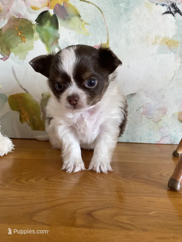 Bon Bon, a female Chihuahua for sale in Red Bluff, CA – Photo 1 of 5