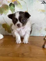 Bon Bon, a female Chihuahua for sale in Red Bluff, CA – Photo 1 of 5