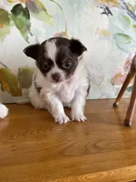 Bon Bon, a female Chihuahua for sale in Red Bluff, CA – Photo 3 of 5