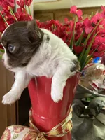 Bon Bon, a female Chihuahua for sale in Red Bluff, CA – Photo 4 of 5