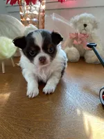 Bon Bon, a female Chihuahua for sale in Red Bluff, CA – Photo 2 of 5