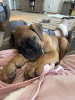 Dozer, a male Boxer for sale in Breda, IA – 3 of 6