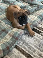 Dozer, a male Boxer for sale in Breda, IA – 4 of 6