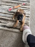 Dozer, a male Boxer for sale in Breda, IA – 5 of 6