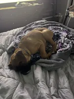 Dozer, a male Boxer for sale in Breda, IA – 6 of 6